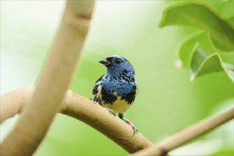 Opal-rumped tanager (Tangara velia) sitting on a branch, Bavaria, Germany, Europe