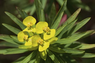 Yellow spurge (Euphorbia dendroides), macro, flower, from above, Zingaro, national park, nature