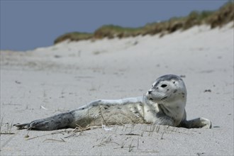 Common harbor seal (Phoca vitulina), howler, young resting on the beach, Lower Saxony Wadden Sea