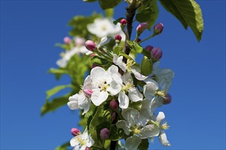 Orchards near Borthen