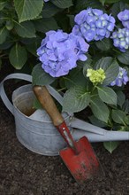 Flowering blue hydrangea (Hydrangea macrophylla) with garden tools