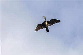 Flying cormorant, Geltinger Birk, Schleswig-Holstein, Germany, Europe