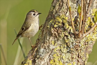 Goldcrest (Regulus regulus), resting on a tree trunk, Lower Saxony Wadden Sea National Park, East