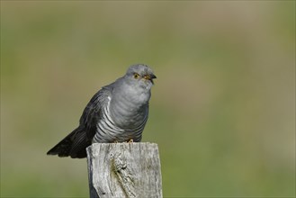 Common cuckoo (Cuculus canorus), male sitting on post of a pasture fence, Wildlife, Westerwald,