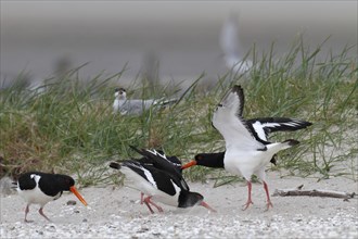 Eurasian oystercatcher (Haematopus ostralegus), trill group fighting on the ground, courtship