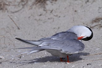 Common Tern (Sterna hirundo), animal grooming its feathers, Lower Saxon Wadden Sea National Park,