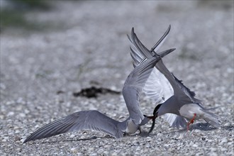 Common Tern (Sterna hirundo), dispute between adults over food, behaviour when food is scarce,