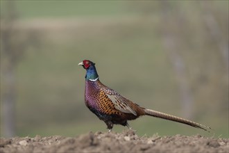 Pheasant striding across a field, Upper Austria, Austria, Europe