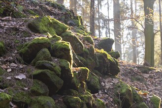 Hiking trail through the Schiessgrund in the Schrammstein area in Saxon Switzerland