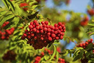 Mountain ash is an important food plant for animals. This has been proven so far for 31 mammal and