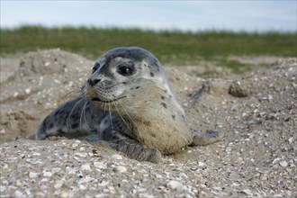 Common harbor seal (Phoca vitulina), howler in the dunes, juvenile, Lower Saxony Wadden Sea