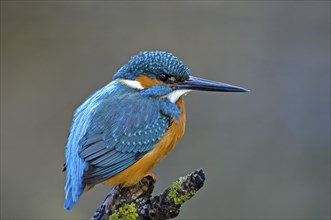 Common kingfisher (Alcedo atthis) sitting on a lichen-covered branch waiting for prey, Hesse,