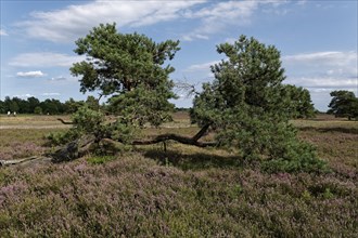 Heath blossom in the Osterheide in the Lüneburg Heath nature reserve. Schneverdingen, Lower Saxony,