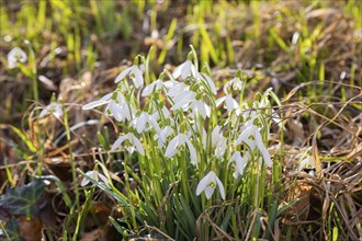 Blooming snowdrops in the village centre of Altübigau