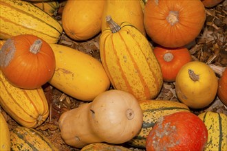 Pumpkins (Cucurbita) (Cucurbitaceae) are a genus of plants in the gourds . Five species are