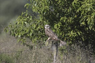 Short-eared owl (Asio flammeus) (Asio accipitrinus) perched on fence post along field