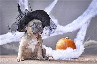 Adorable French Bulldog dog puppy dressed up with large Halloween witch hat in front of seasonal