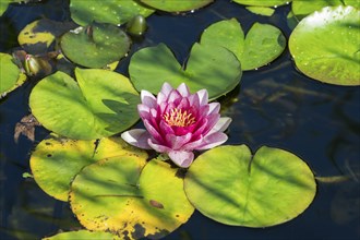 Pink water lily (Nymphaea) Baden-Württemberg, Germany, Europe