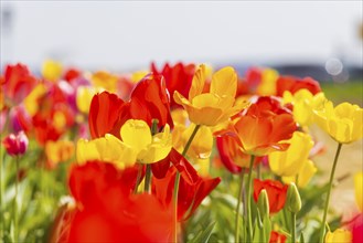 Flowering tulip fields to pick yourself