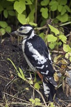 Great Spotted Woodpecker (Dendrocopos major), Greater Spotted Woodpecker juvenile on the ground