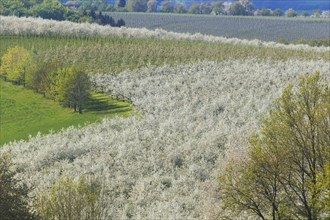 Blooming orchards near Maxen