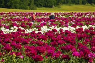 Peony fields near Pirna