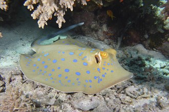 Bluespotted ribbontail ray (Taeniura lymma), House reef dive site, Mangrove Bay, El Quesir, Red