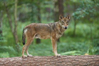 European gray wolf (Canis lupus), standing on tree trunk in forest, Germany, Europe