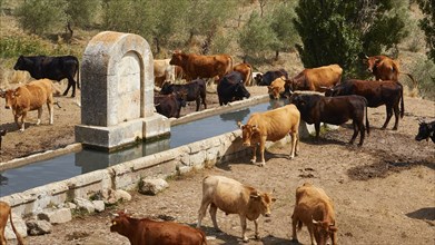 Herd of cows at drinking trough, close, Madonie National Park, autumn, late summer, Sicily, Italy,