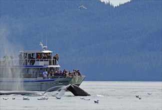 Orca dives into the depths directly in front of tourist boat, Whale watching, Inside Passage,