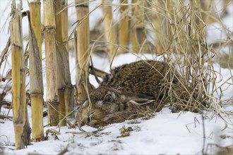 European Hare (Lepus europaeus) hidden in stubblefield in the snow in winter, Germany, Europe