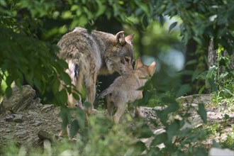 Timber Wolf (Canis lupus), adult with cub, captive, Germany, Europe