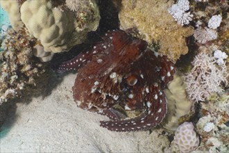 Great Blue Octopus (Octopus cyaneus), Dive Site House Reef, Mangrove Bay, El Quesir, Red Sea,