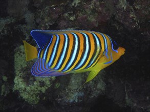 Royal angelfish (Pygoplites diacanthus), House Reef dive site, Mangrove Bay, El Quesir, Red Sea,