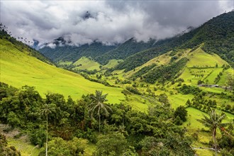 Wax palms largest palms in the world, Cocora valley, Unesco site coffee cultural landscape,