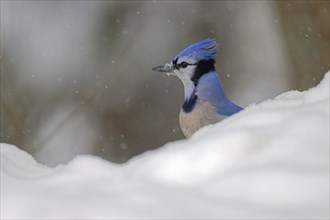 Blue Jay (Cyanocitta cristata), head turned to one side, in snow, light snowfall, Ontario, Canada,