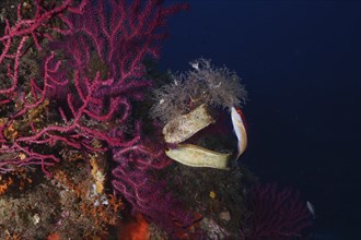 Violescent sea-whip (Paramuricea clavata) with 2 egg capsules of spotted catshark (Scyliorhinus