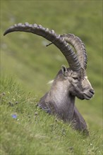 Alpine ibex (Capra ibex) male with big horns in summer in the Hohe Tauern National Park, Austrian