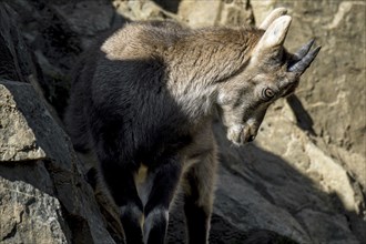 Close-up portrait of Alpine ibex (Capra ibex) kid, young with little horns on rock ledge in cliff