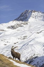 Alpine ibex (Capra ibex) male foraging in the snow in winter in the Gran Paradiso National Park,