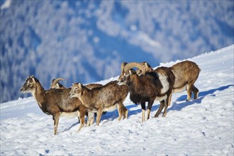 European mouflon (Ovis aries musimon) ram with ewes on a snowy meadow in the mountains in tirol,