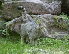 European wildcat (Felis silvestris) marking its territory, captive, Germany, Europe