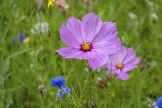 Mexican aster (Cosmos bipinnatus) in a flower meadow, Münsterland, Germany, Europe