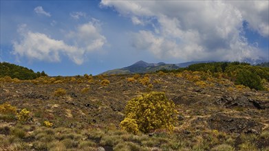 Overgrown lava field, yellow bushes, cloudy blue HÄtna, volcano, Eastern Sicily, Sicily, Italy,