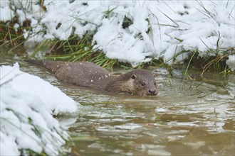 European otter (Lutra lutra), swims in winter, captive, Germany, Europe