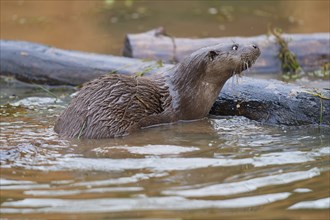 European otter (Lutra lutra), in water, captive, Germany, Europe