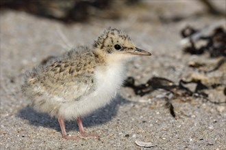 Little Tern (Sternula albifrons), juvenile bird on the beach, Lower Saxony Wadden Sea National