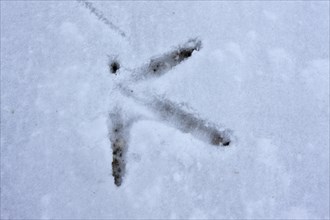 Eurasian oystercatcher (Haematopus ostralegus), tracks in the snow, Lower Saxon Wadden Sea National