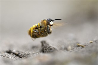 European beewolf (Philanthus triangulum), in flight, with captured bee, Bottrop, Ruhr area, North