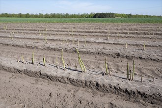 Green asparagus (Asparagus) growing in an asparagus field, Lower Saxony, Germany, Europe